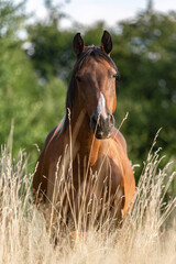 Portrait of a bayutiful pinto horse on a meadow in late summer outdoors during sundown in front of a rural landscape