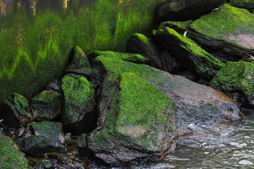 moss covered rocks