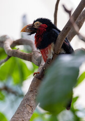 red billed hornbill
