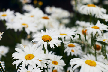 Fototapeta premium A large field of daisies against the foliage in midsummer. Front view.