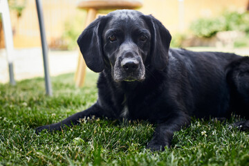 A young handsome labrador retriever on a country property lies on the lawn after a game. Front view.