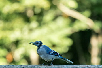 Molting Blue Jay Side View
