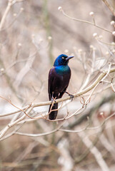 kingfisher on the branch