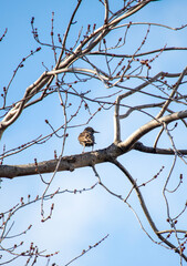 bird on a branch