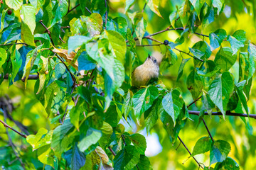 leaves in the forest