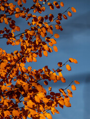 autumn leaves background