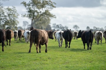Naklejka na ściany i meble Herd of cows in a field, Beef cattle and cows in Australia