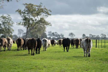 Herd of cows in a field, Beef cattle and cows in Australia
