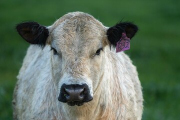  herding cattle livestock on a ranch in texas america