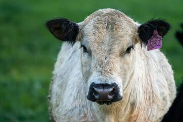  herding cattle livestock on a ranch in texas america