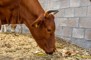 Brown cow in the corral of a ranch in mexico surrounded by palm trees, copy space