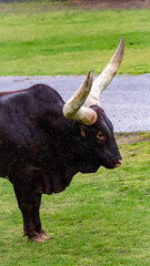buffalo in the field