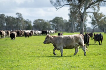 Beef cattle and cows in Australia