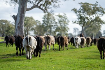 Angus, wagyu and murray grey beef bulls and cows, being grass fed on a hill in Australia.