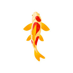 Koi carp japanese or chinese gold fish, vector golden and red colored goldfish. Cartoon underwater animal, traditional symbol of asian culture top view isolated on white background