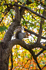 squirrel on tree