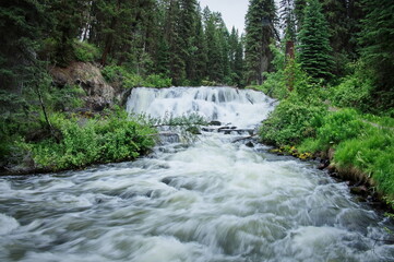 Scenic view of river flowing through coniferous forest