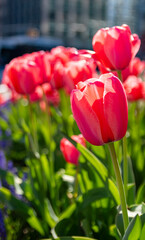red and white tulips