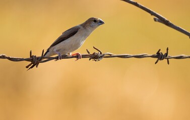 Indian silverbill or white throated munia on wire. Euodice malabarica. Bird background. Abstract background. Natural background. 
