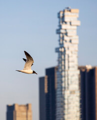 birds in the sky