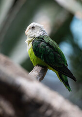 green winged macaw