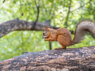 The squirrel with nut sits on tree in the autumn. Eurasian red squirrel, Sciurus vulgaris.