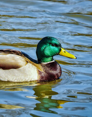 duck in water