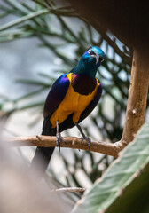 blue and yellow macaw