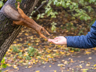 The boy feeds a squirrel with nuts from a hand in the wood