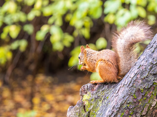 The squirrel with nut sits on tree in the autumn. Eurasian red squirrel, Sciurus vulgaris.