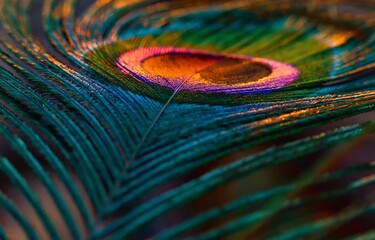 Fototapeta premium Feather. Feather background. Single feather. Peafowl feather. Peacock feather. Natural background. Abstract background. Colorful background.