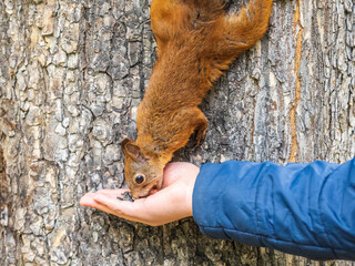 The boy feeds a squirrel with nuts from a hand in the wood
