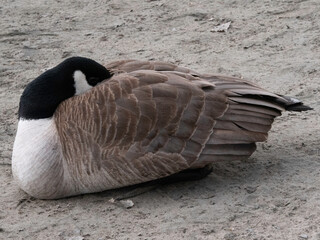 sleeping goose