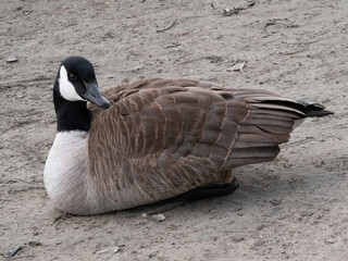 country goose branta canadensis