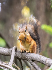 The squirrel with nut sits on tree in the autumn. Eurasian red squirrel, Sciurus vulgaris.