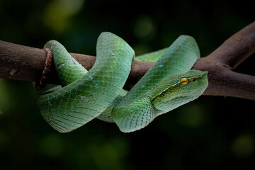 Pit Viper