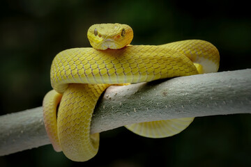 close up of a snake