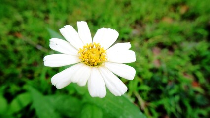 Lovely common zinnia. White flower in the garden