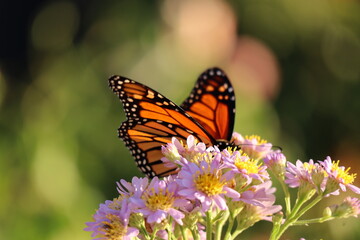 Obraz na płótnie Canvas beautiful monarch butterfly on aster flowers