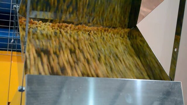 corn grain in separator device closeup under processing, industrial equipment diversity