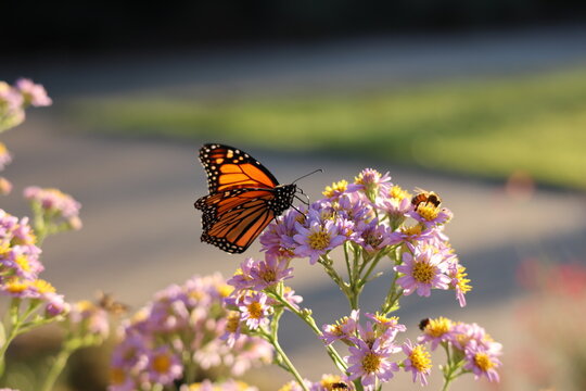 beautiful monarch butterfly on aster flowers