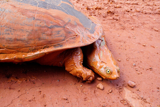 eastern long-necked turtle ,Scientific name: Chelodina longicollis