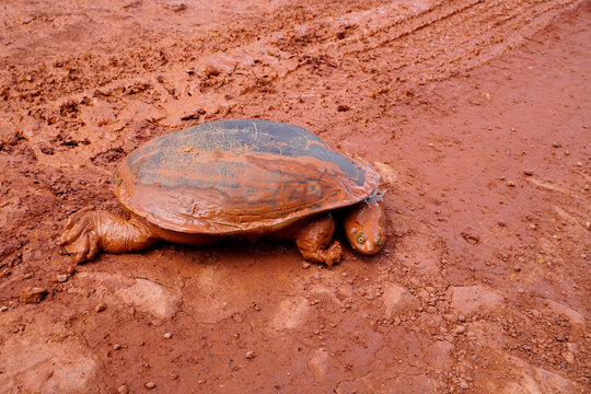 eastern long-necked turtle ,Scientific name: Chelodina longicollis muddy road
