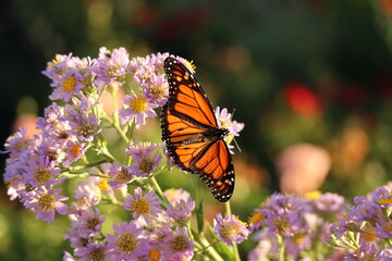 beautiful monarch butterfly on aster flowers