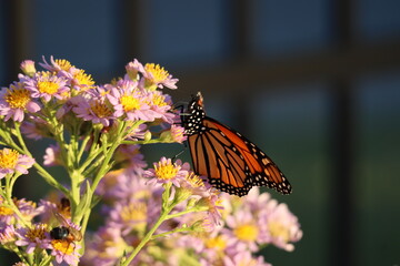 monarch butterfly on aster flowers