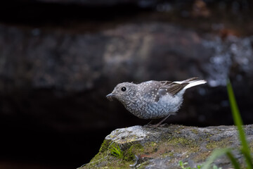 bird on the rock