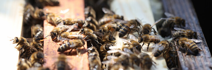 Closeup of worker bees bringing pollen to hive on paws