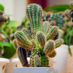 Echinopsis cactus with offshoots of babies or pups. Echinopsis calochlora. Selective focus