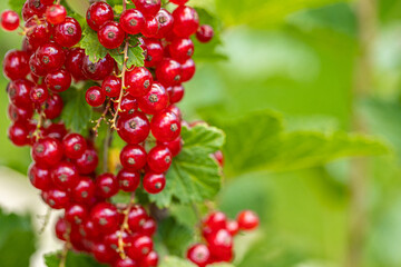 Ripe red currants with green leaves on a bush close-up as a background.