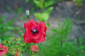 Obraz premium Red poppy flower on the garden bed. Top view